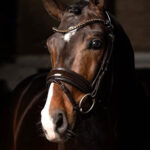 Kudos dressage bridle, patent leather, black and white